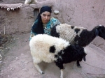 Kúpili sme 10 ovcí v Maroku